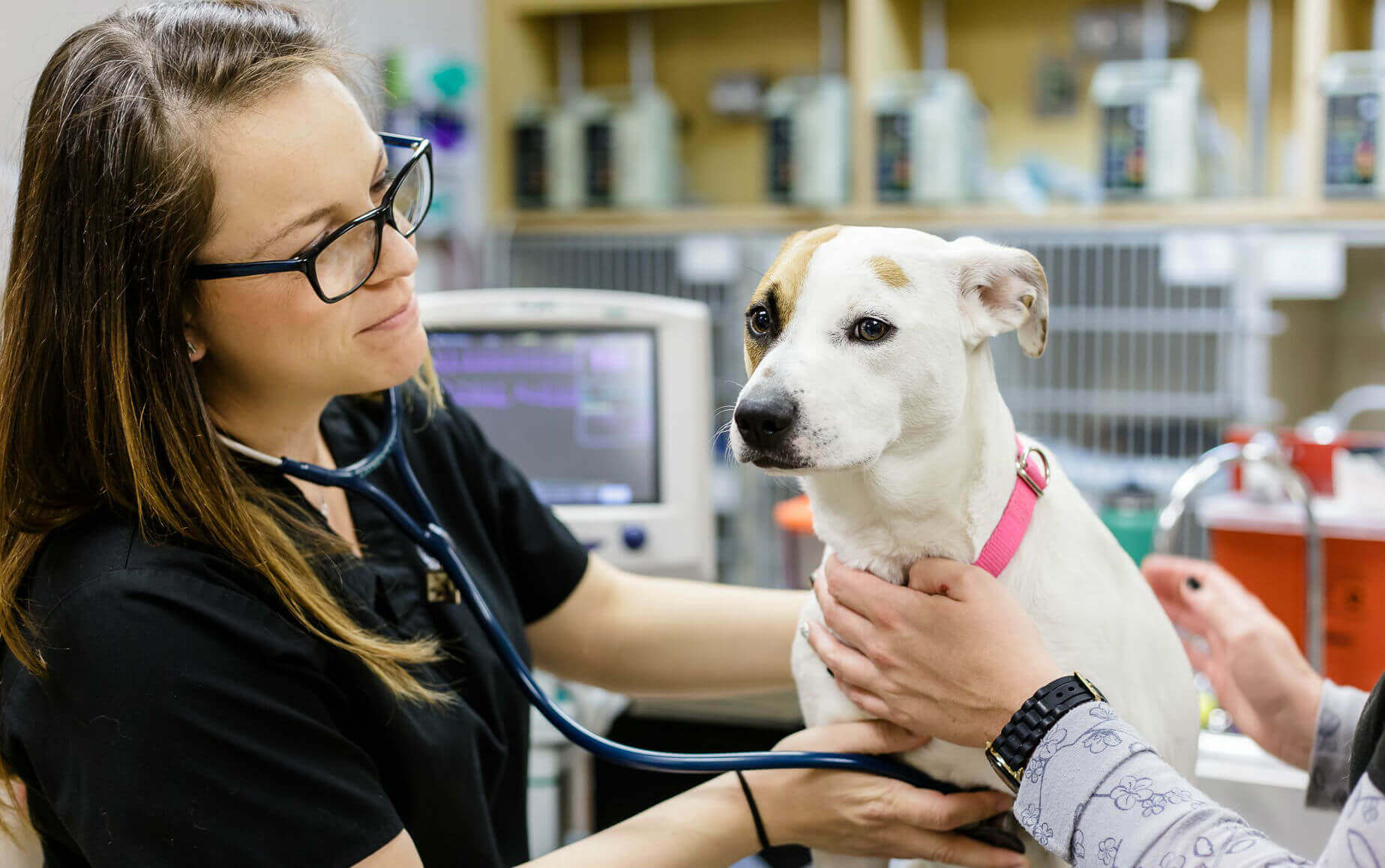 What is a vet Description and meaning What is a vet Description and meaning